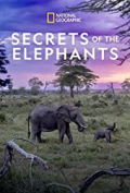 Secrets of the Elephants S01E01